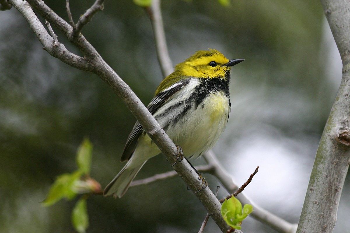 Пісняр-лісовик чорногорлий - ML645253240