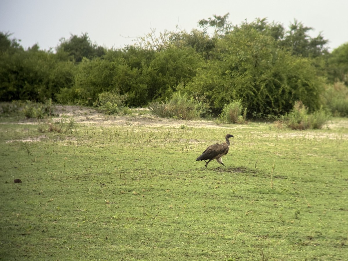 Сип африканський - ML645253241