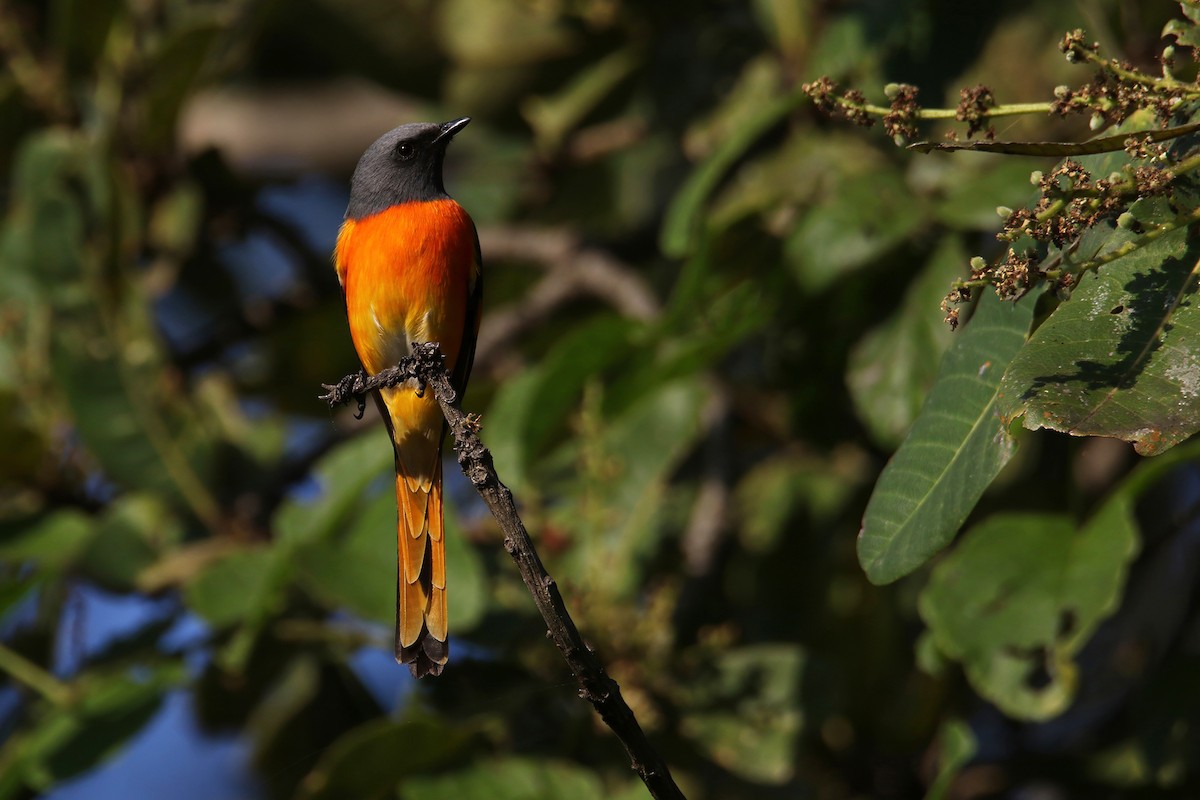 Личинкоїд малий - ML645253242