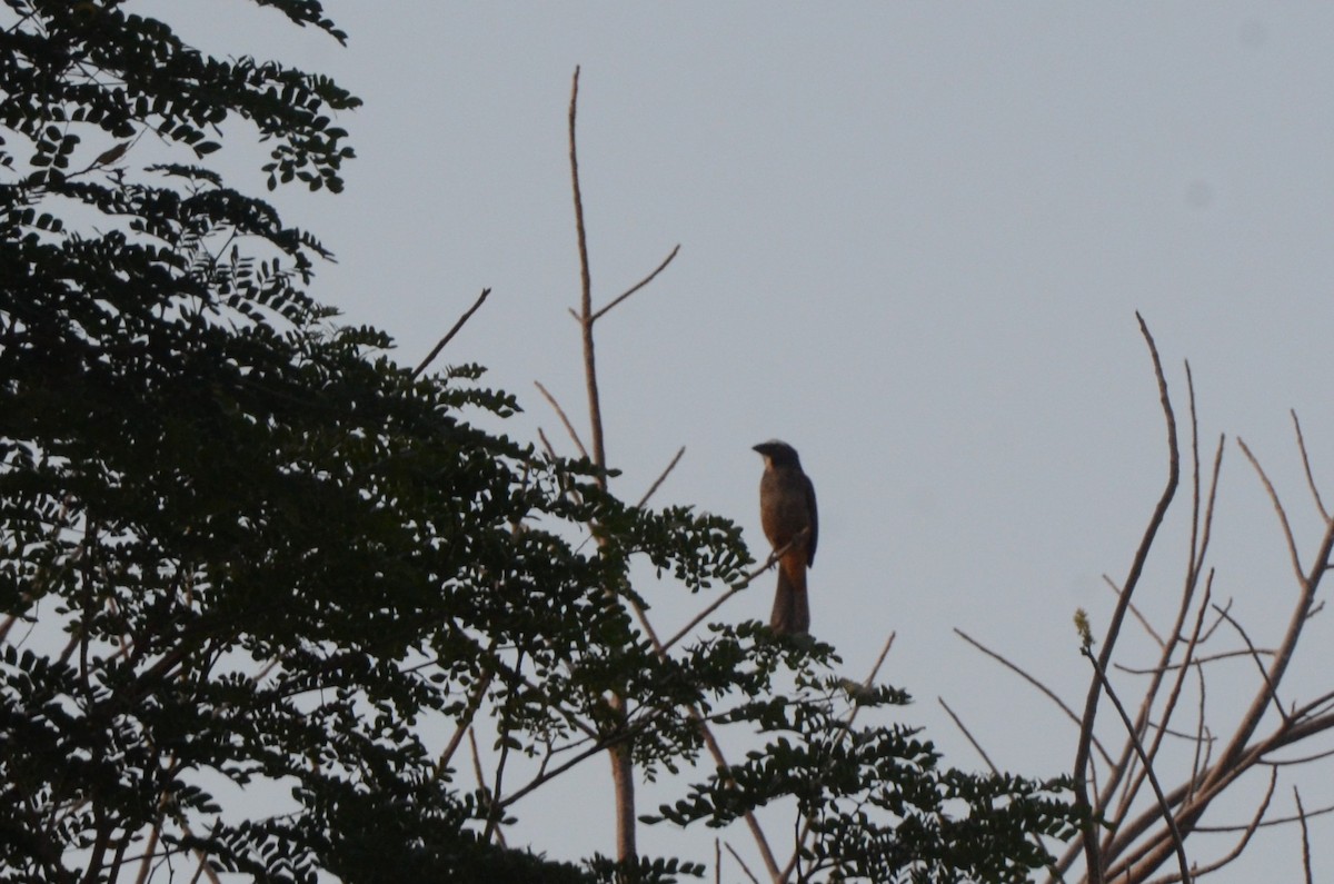 Cinnamon-bellied Saltator - ML645253246