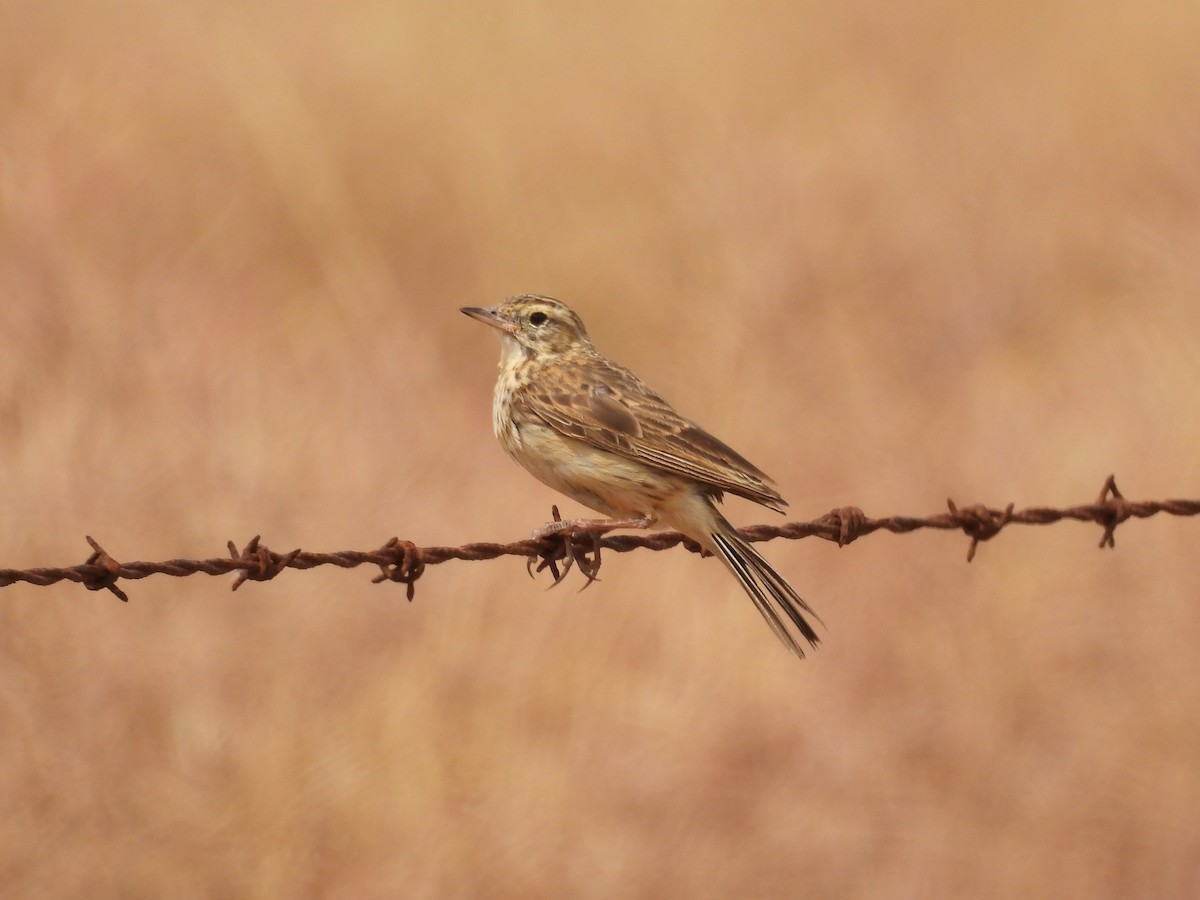 Australian Pipit - ML645253253
