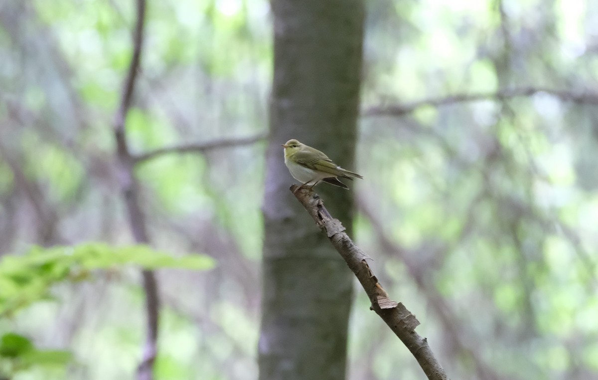 Пеночка-трещотка - ML645253254