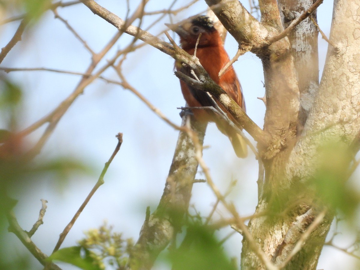Chestnut Piculet - ML645253269