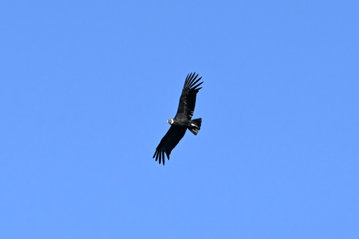 Andean Condor - ML645253286