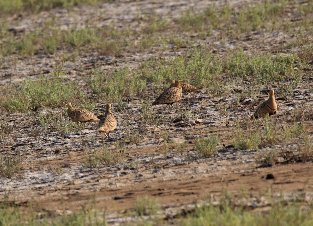 Chestnut-bellied Sandgrouse - ML645253301