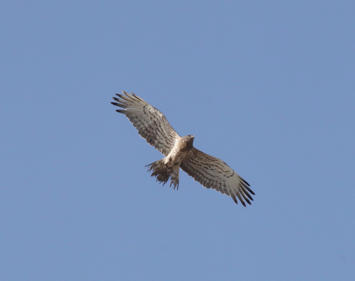 orlík krátkoprstý - ML645253312