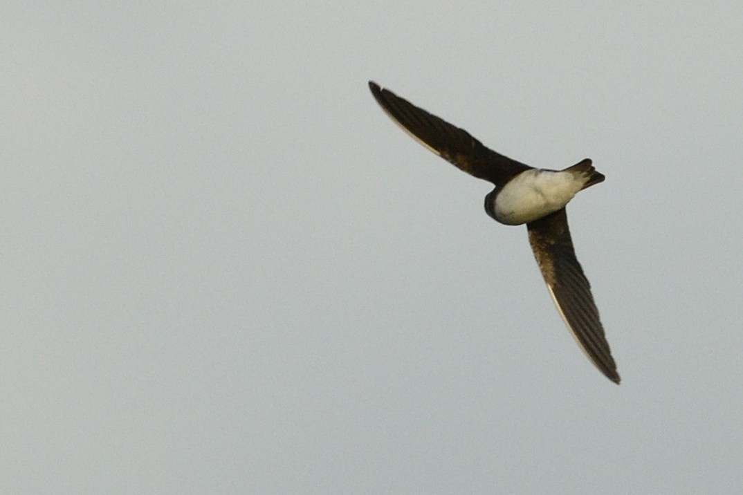 Bank Swallow - ML645253317