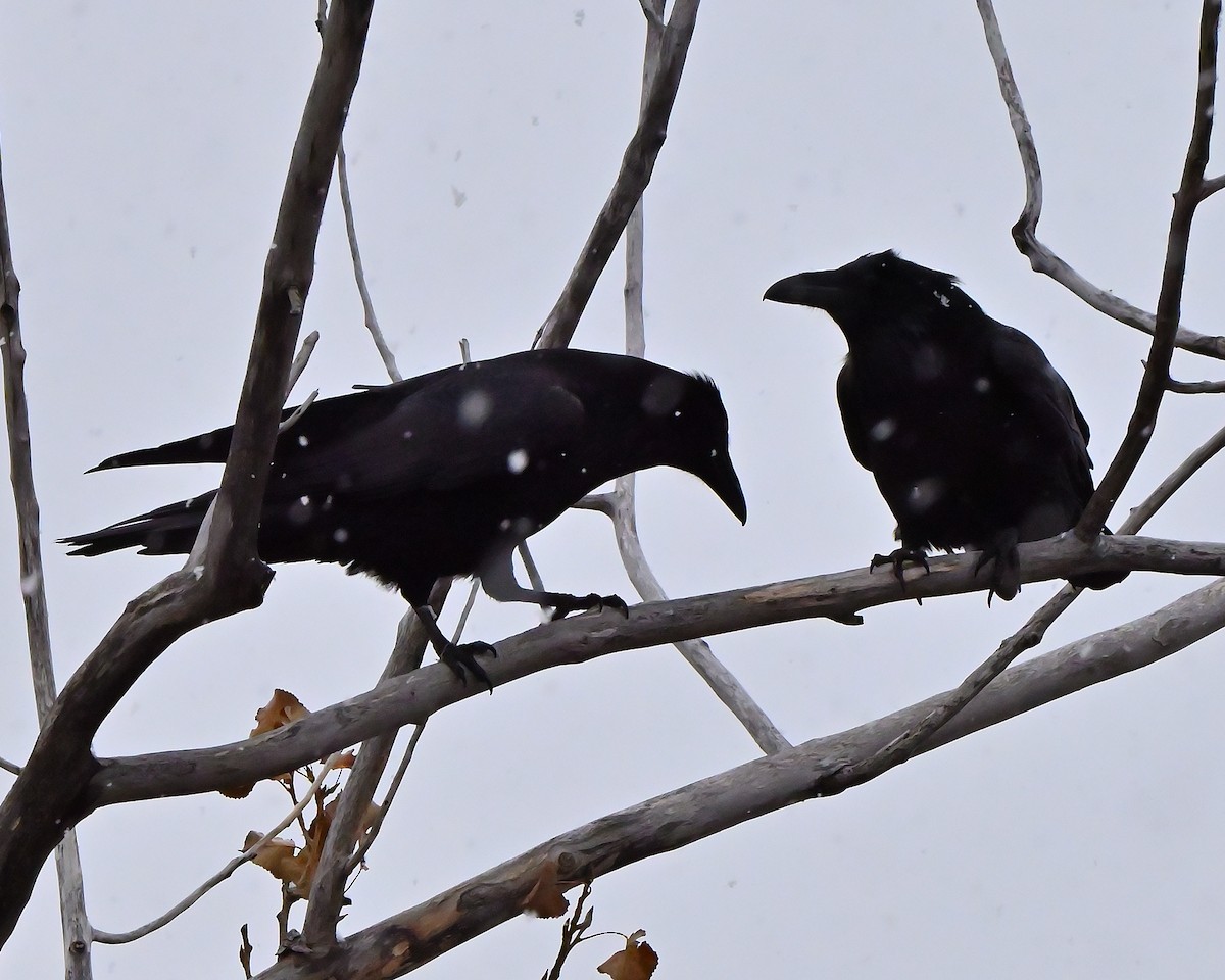 Common Raven - ML645253323