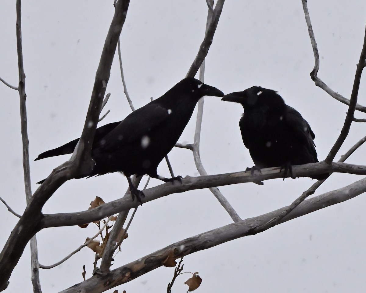 Common Raven - ML645253324