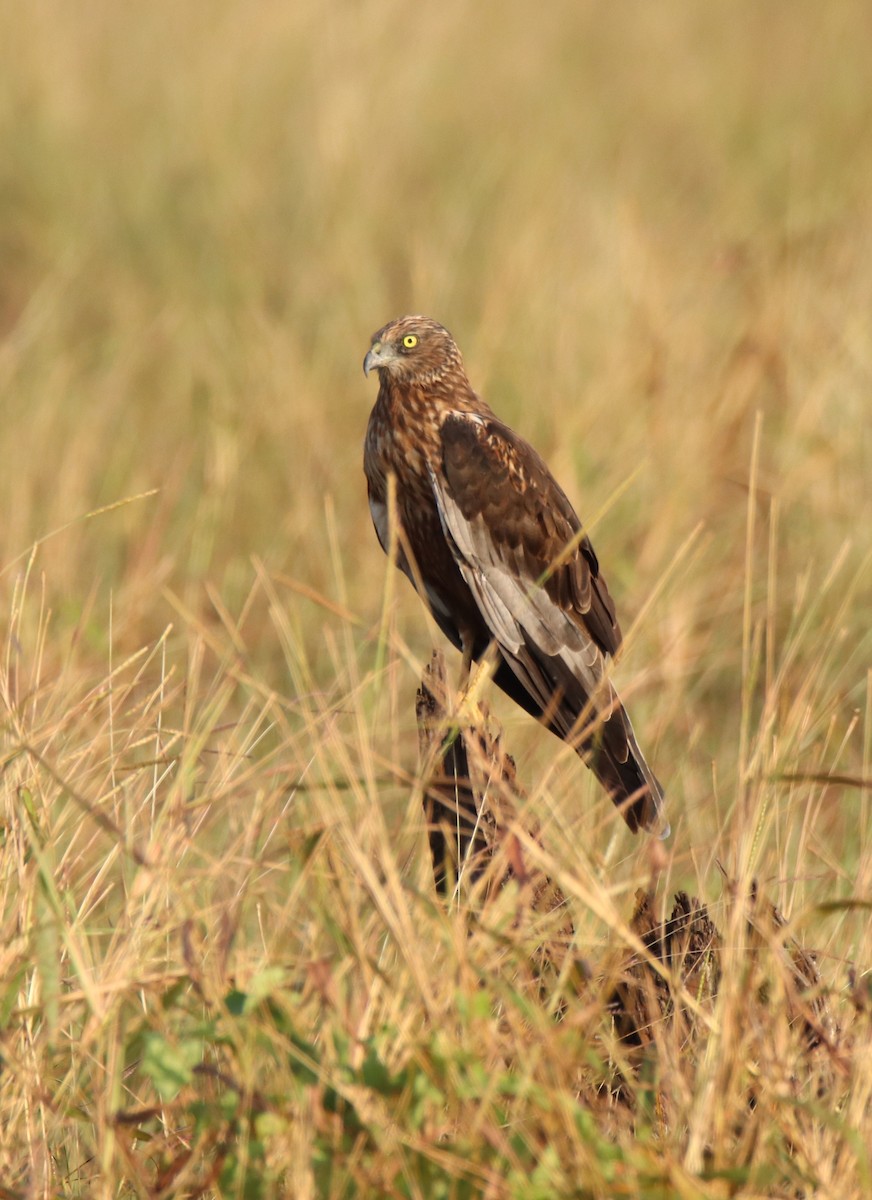 Western Marsh Harrier - ML645253327