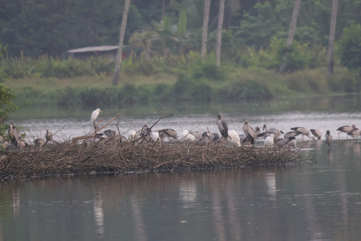 Asian Openbill - ML645253336