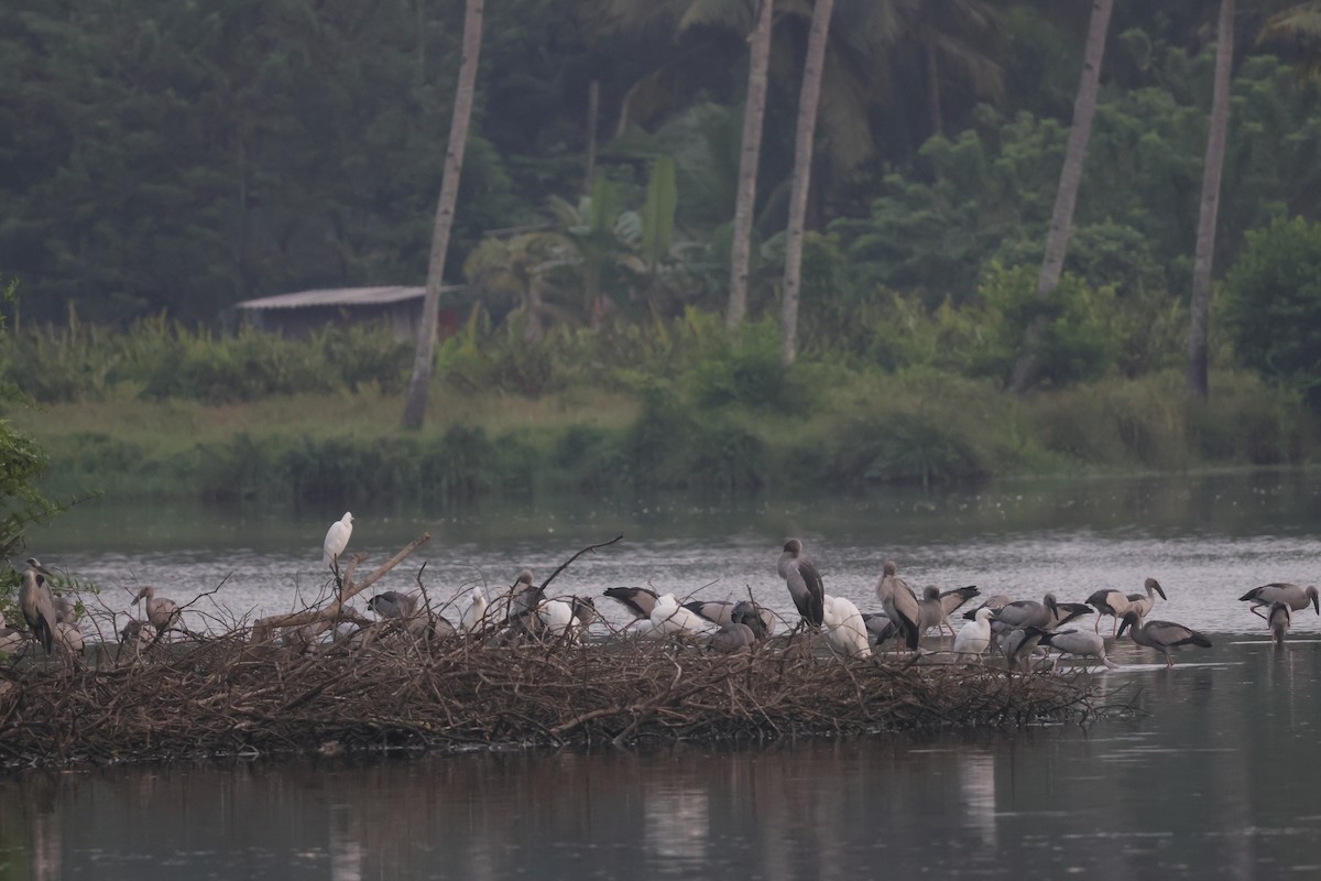 Asian Openbill - ML645253337