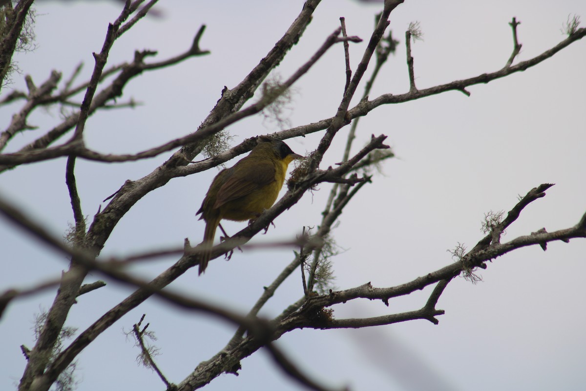 Paruline voilée - ML645253357