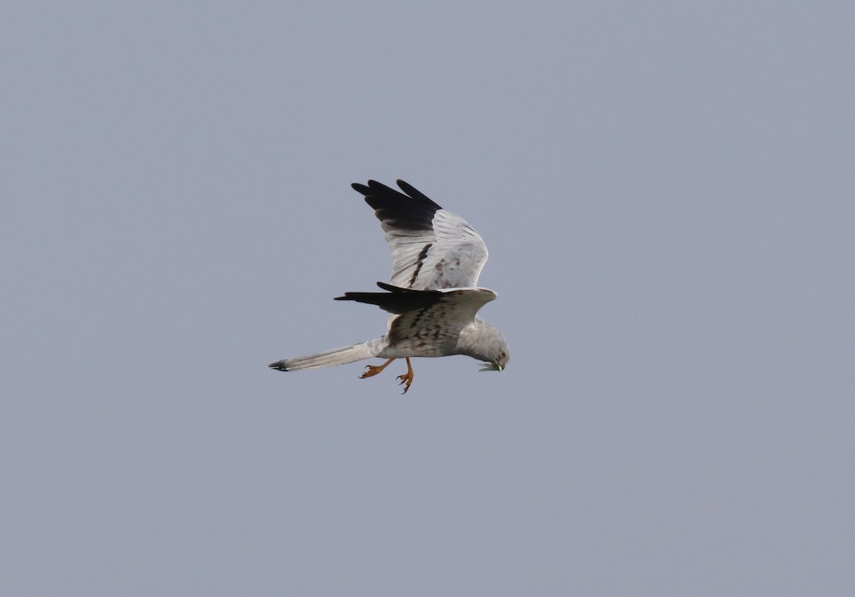 Montagu's Harrier - ML645253362