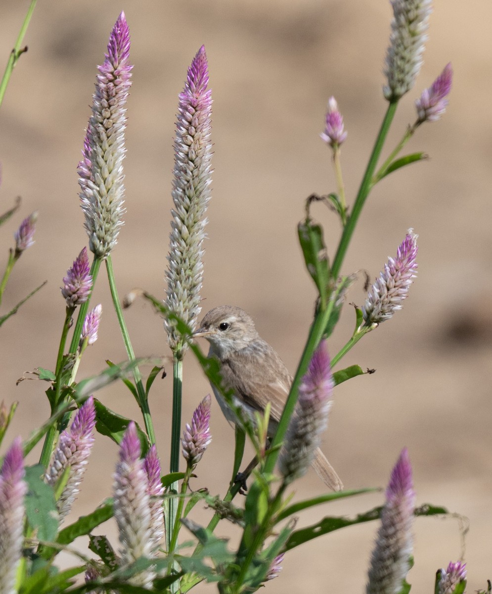 Booted Warbler - ML645253372