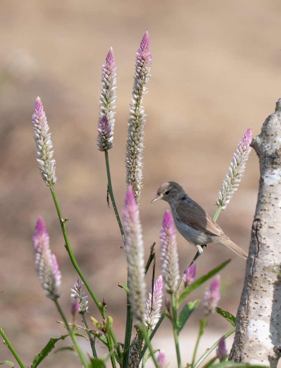 Booted Warbler - ML645253373