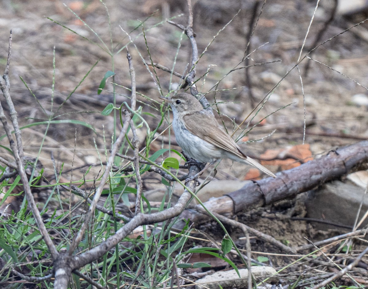 Booted Warbler - ML645253374
