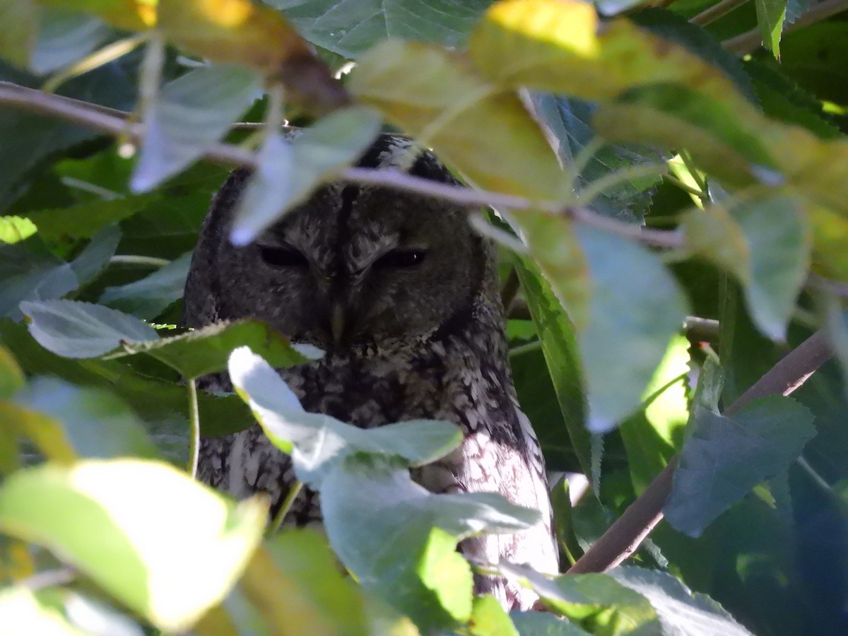 Chouette hulotte - ML645253375