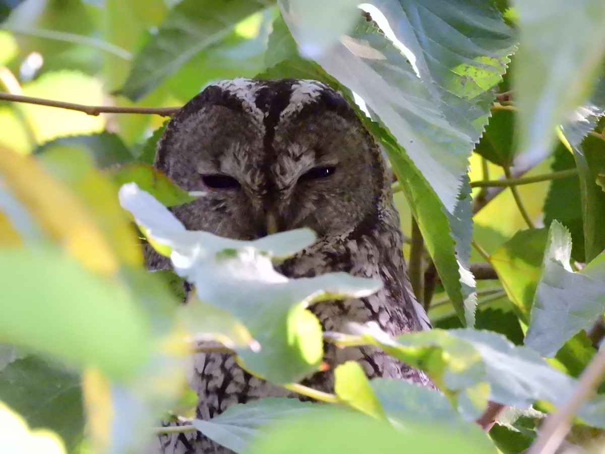 Chouette hulotte - ML645253376