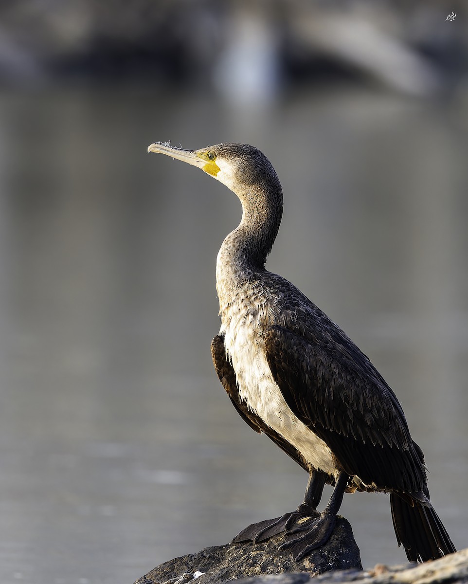 Great Cormorant - ML645253377