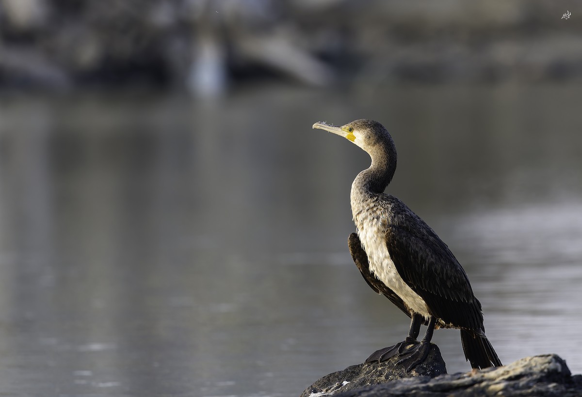 Great Cormorant - ML645253378