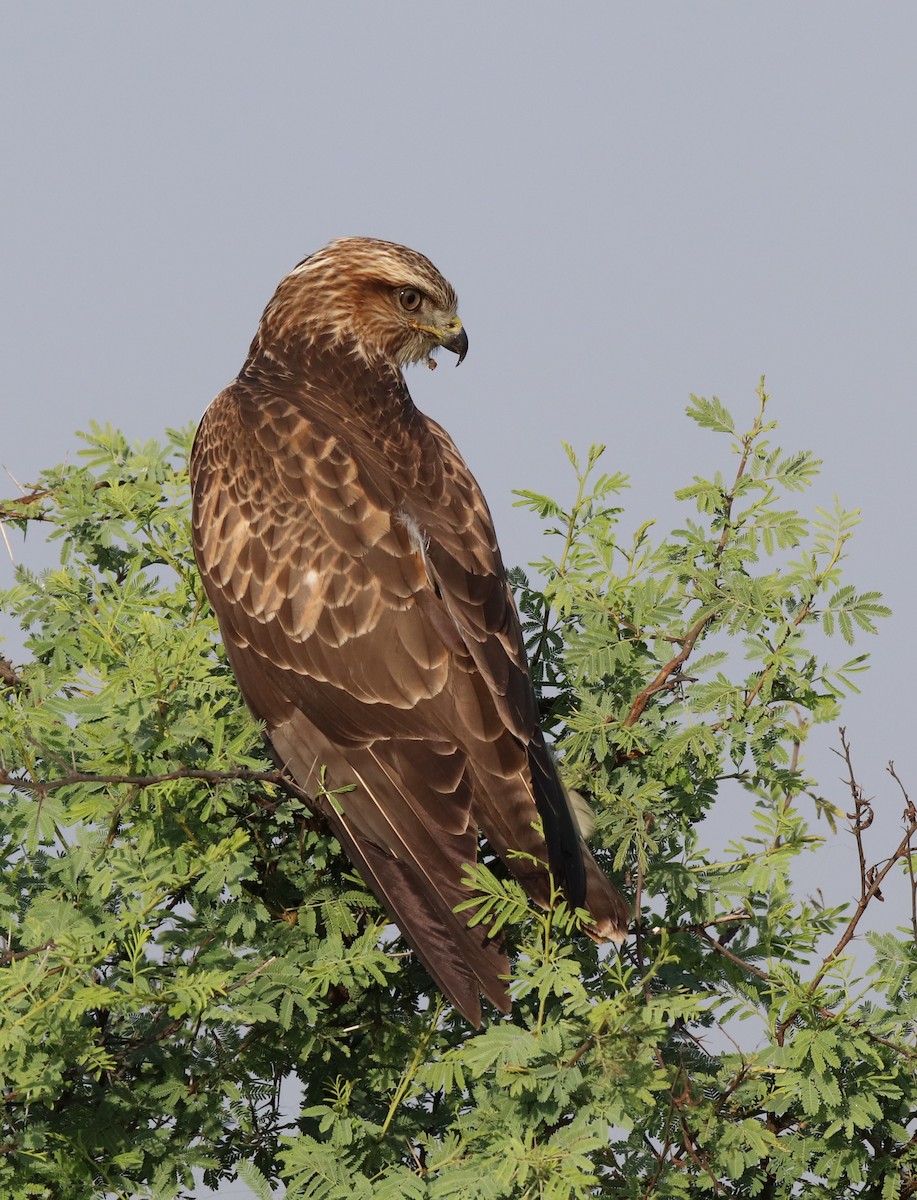 Buse féroce - ML645253380