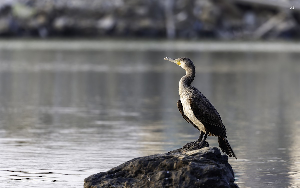 Great Cormorant - ML645253381
