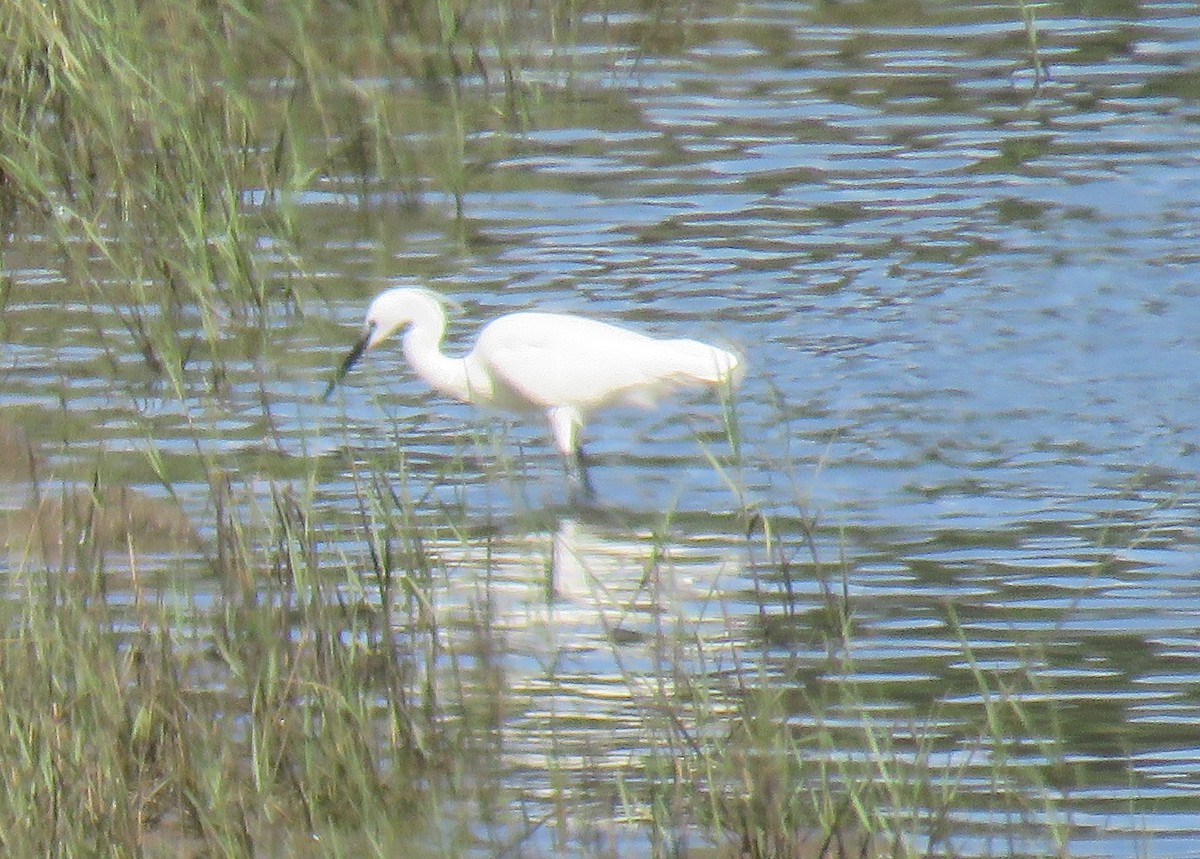 Little Egret (Western) - ML645253386