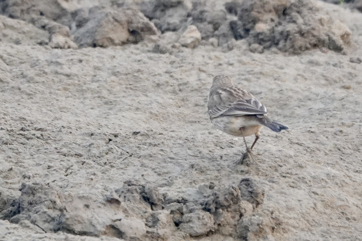 Water Pipit (Blakiston's) - ML645253393