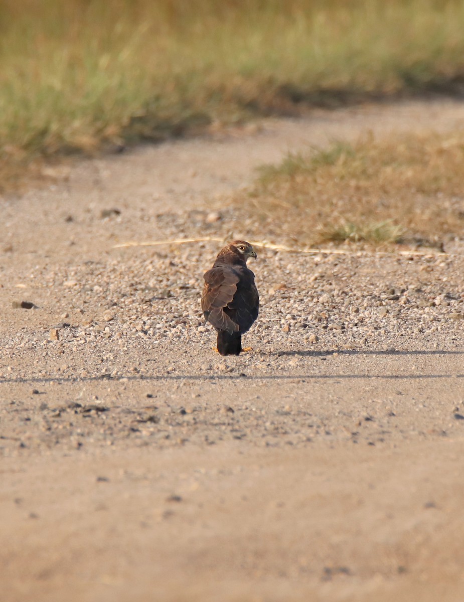 Aguilucho Papialbo - ML645253403