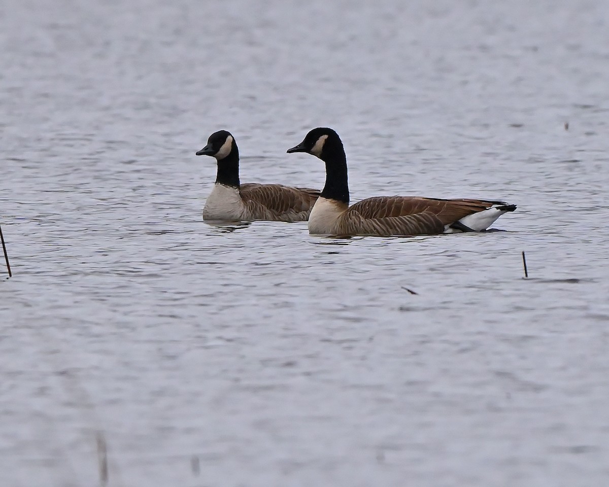 Canada Goose - ML645253412