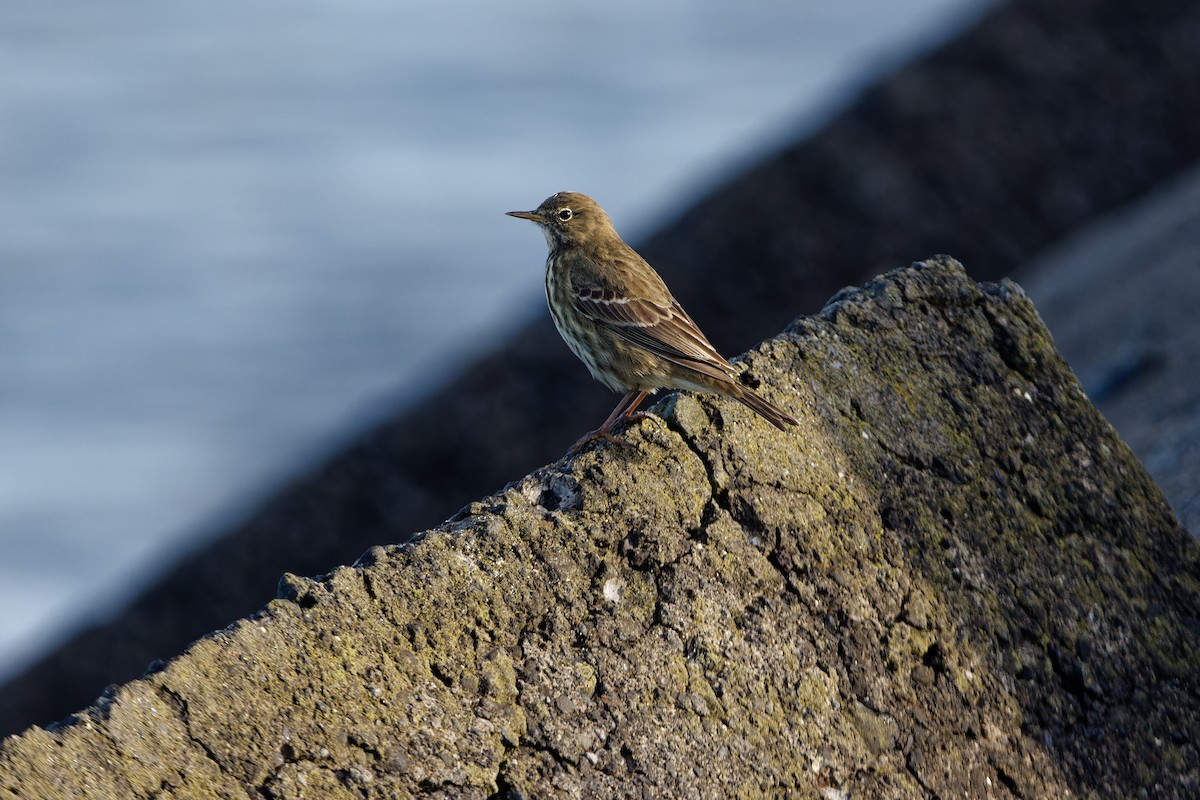 Rock Pipit - ML645253432