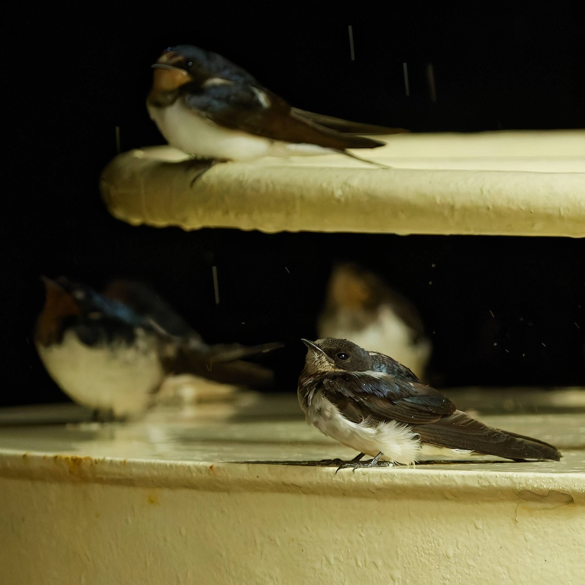 vlaštovka obecná - ML645253433