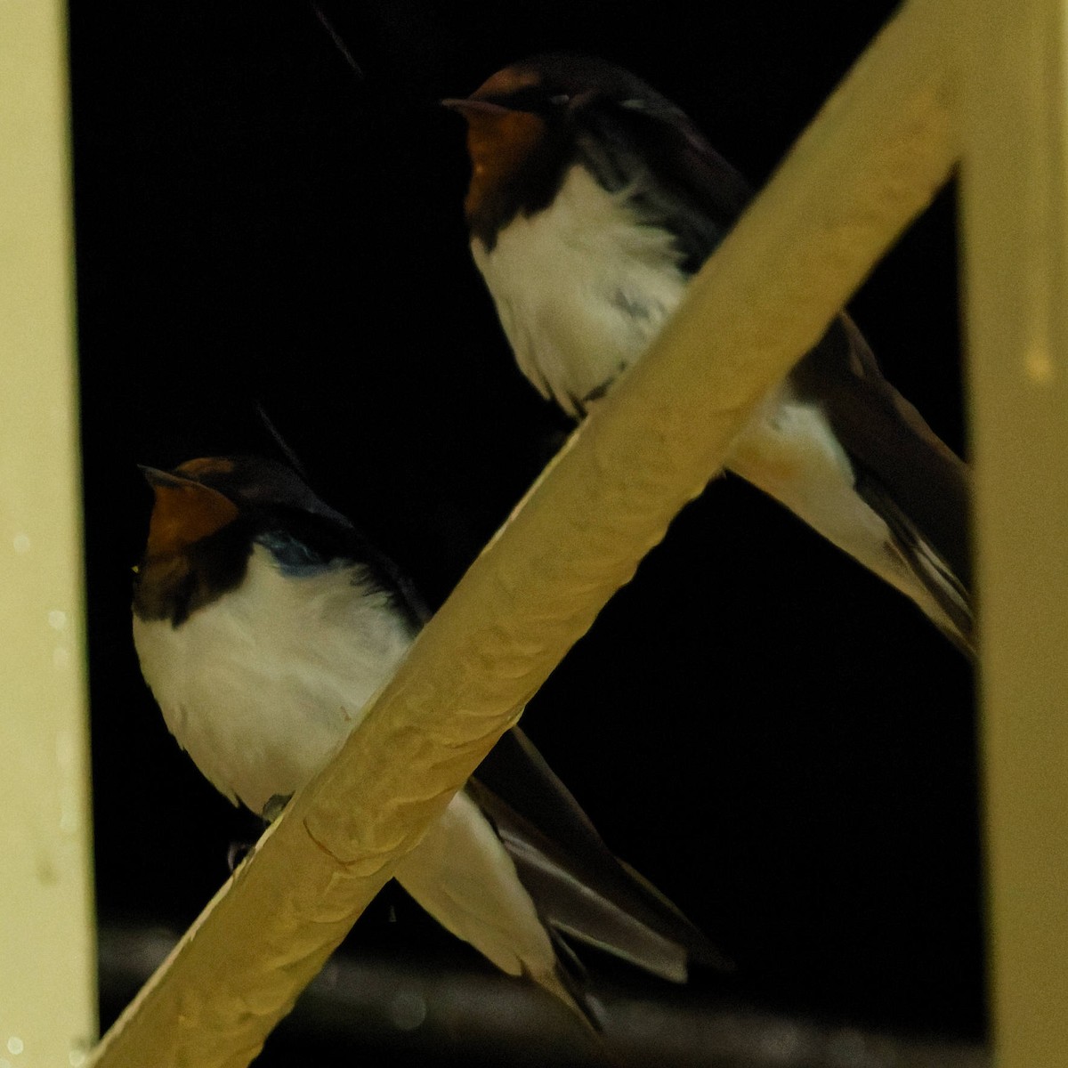 vlaštovka obecná - ML645253434