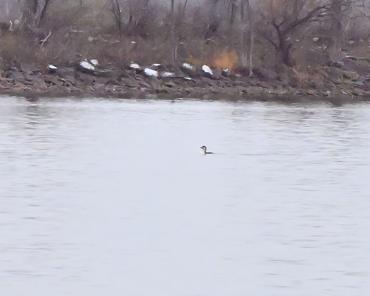 Красношейная поганка - ML645253435