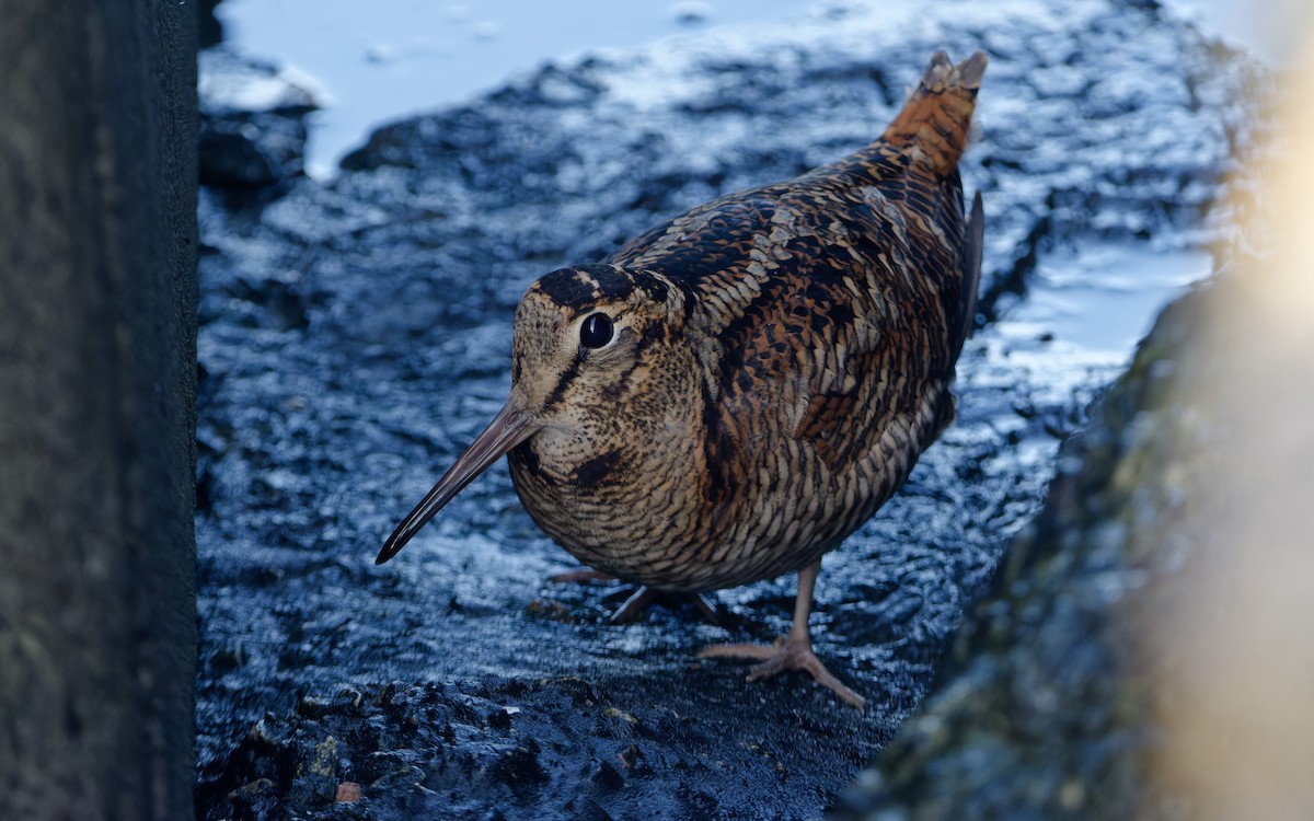 Вальдшнеп - ML645253440