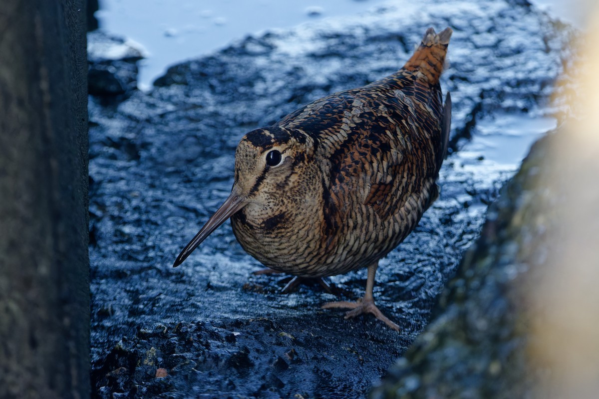 Вальдшнеп - ML645253441