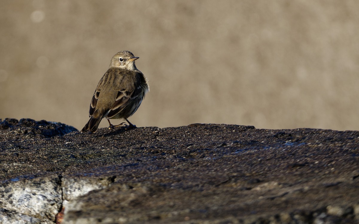 Rock Pipit - ML645253445