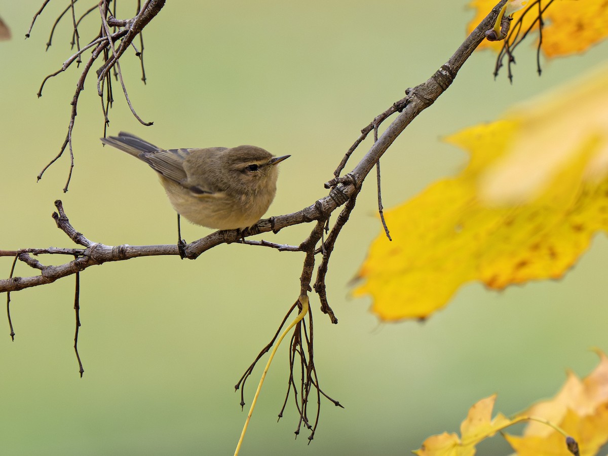 Common Chiffchaff - ML645253465