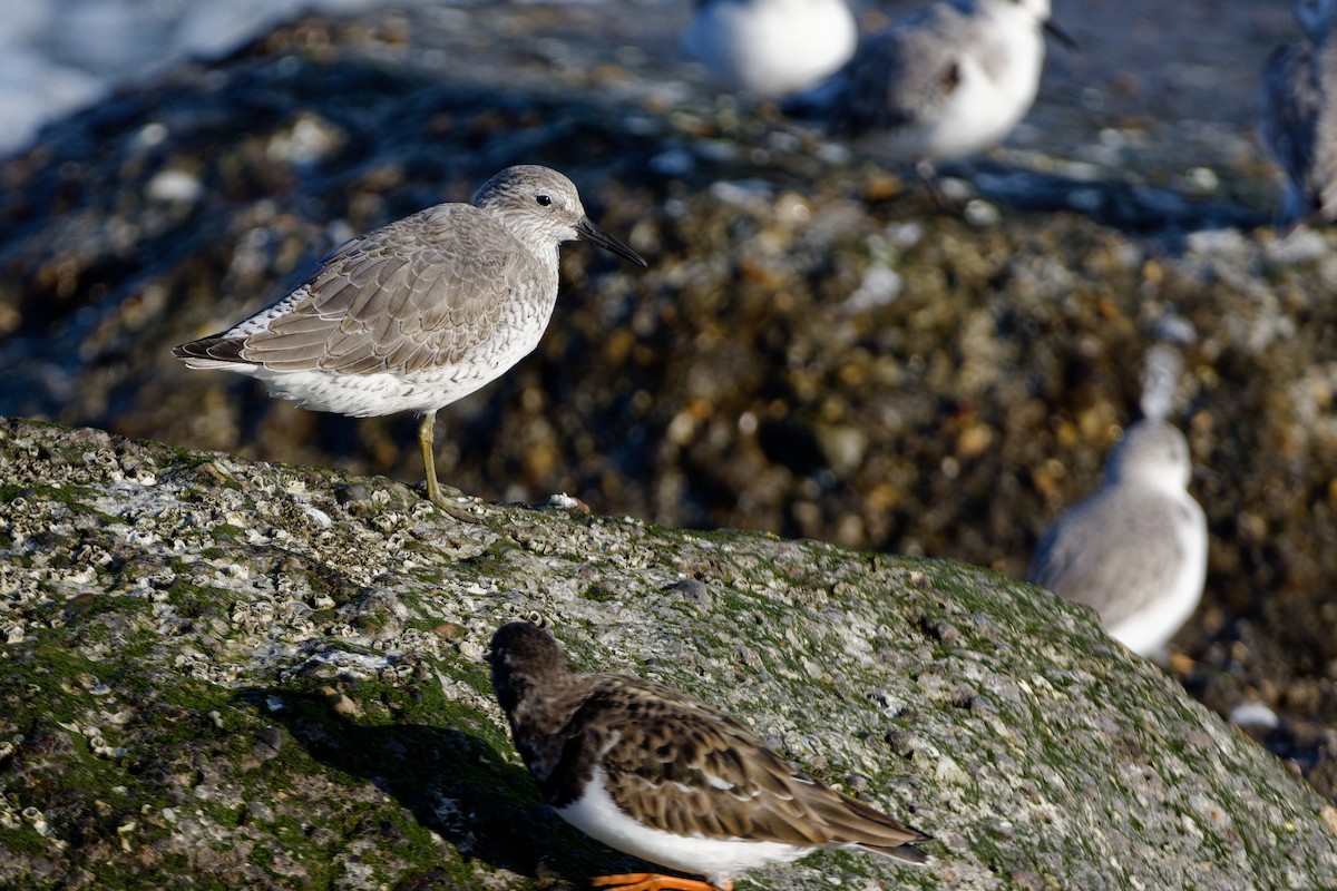 Bécasseau maubèche - ML645253479