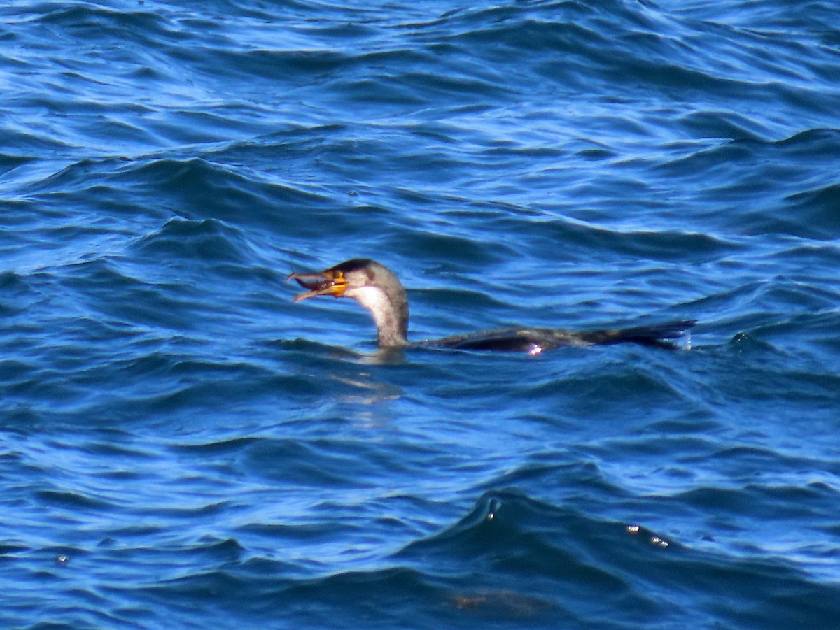 Japanese Cormorant - ML645253504