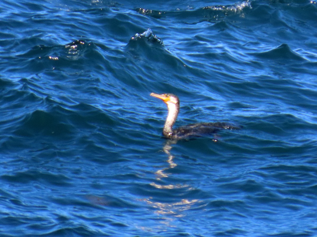 Japanese Cormorant - ML645253508
