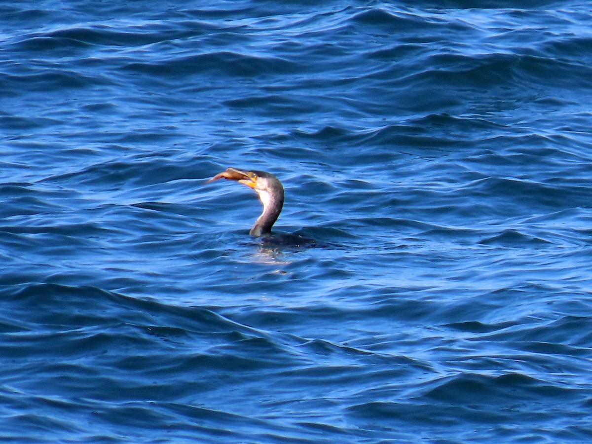 Japanese Cormorant - ML645253510