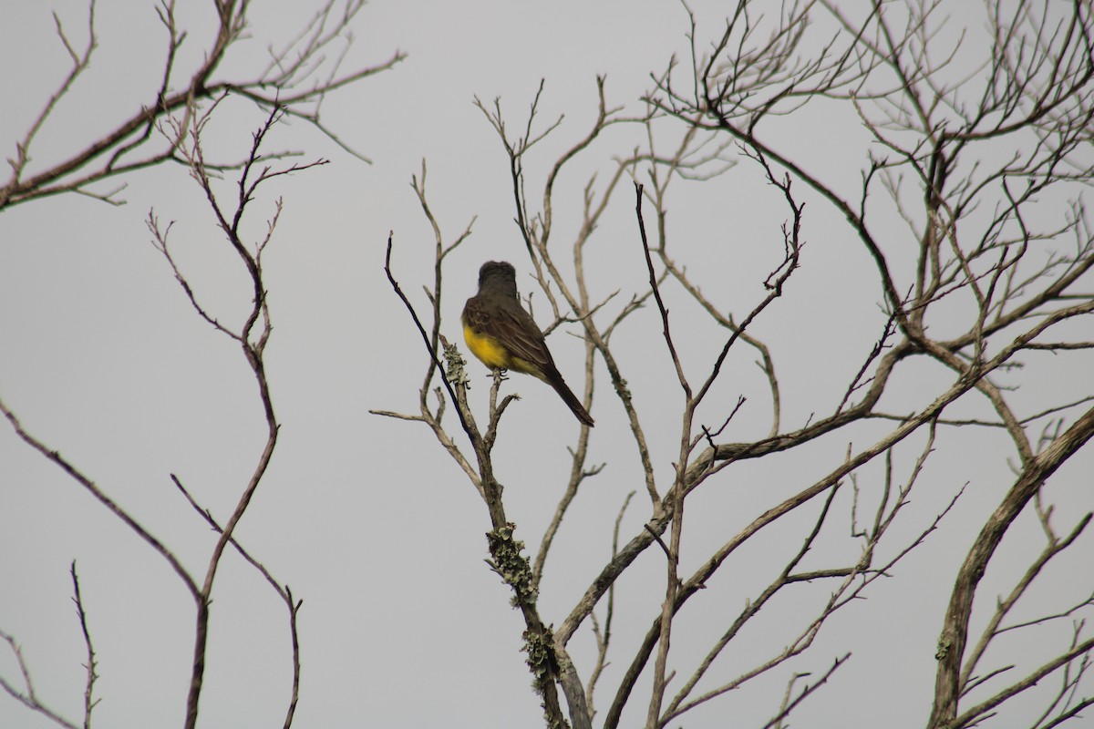 Tropical Kingbird - ML645253512