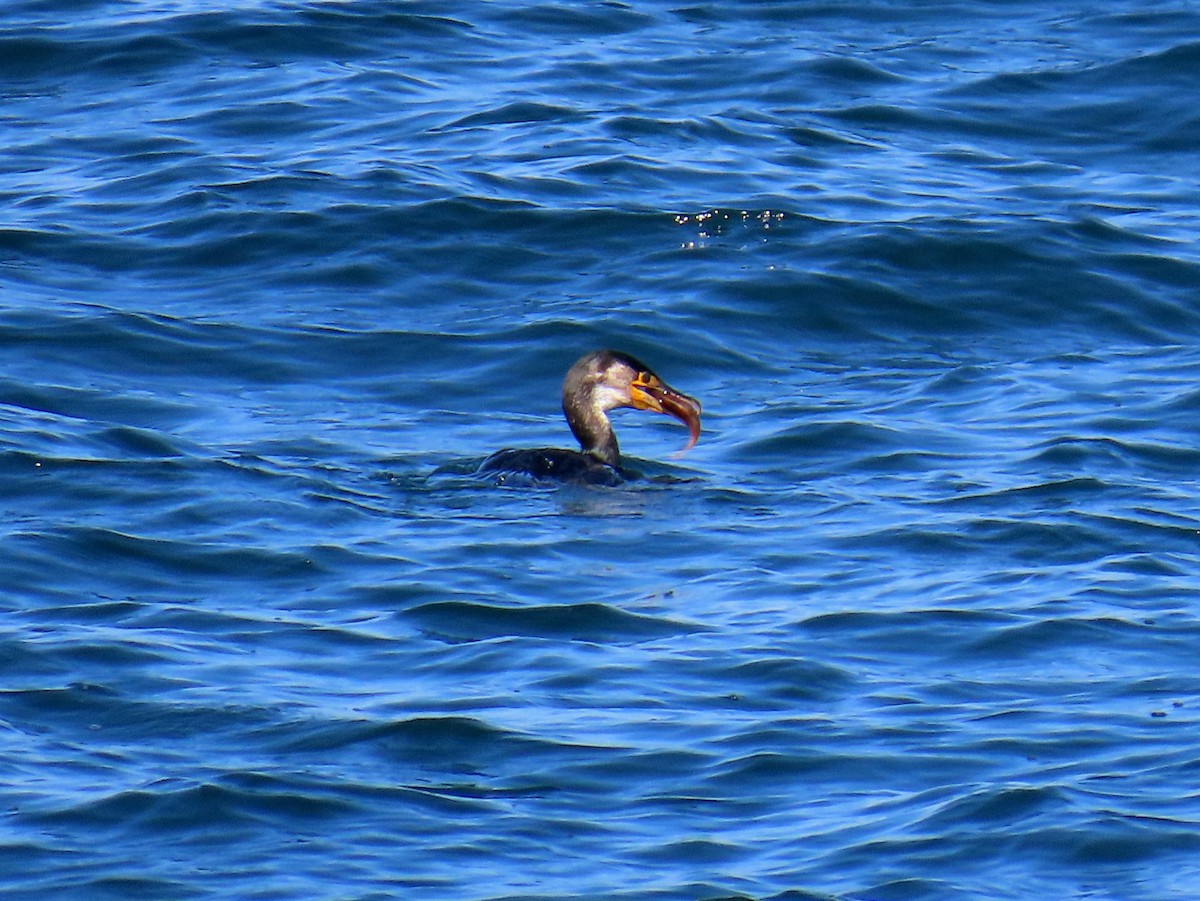 Japanese Cormorant - ML645253514