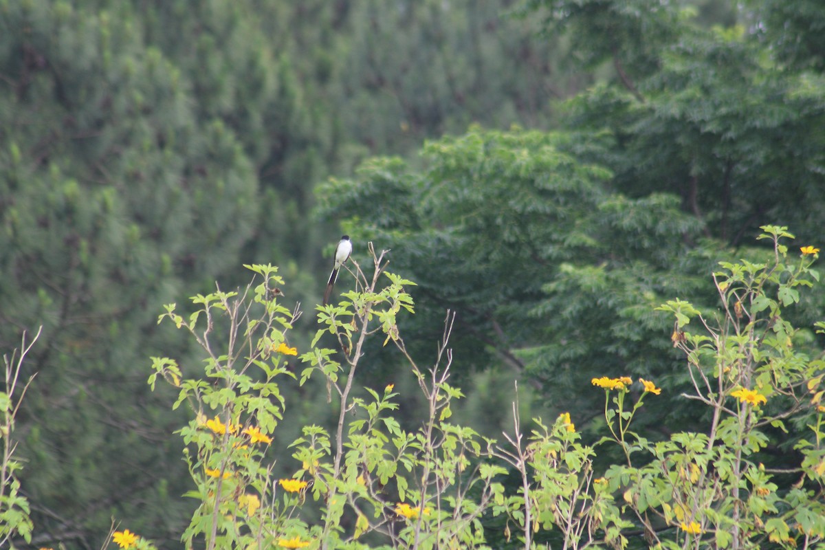 Fork-tailed Flycatcher (savana) - ML645253515