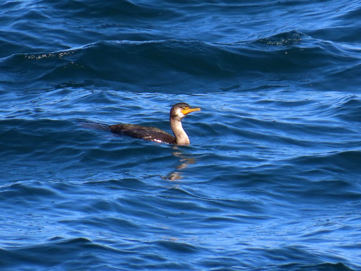 Japanese Cormorant - ML645253516