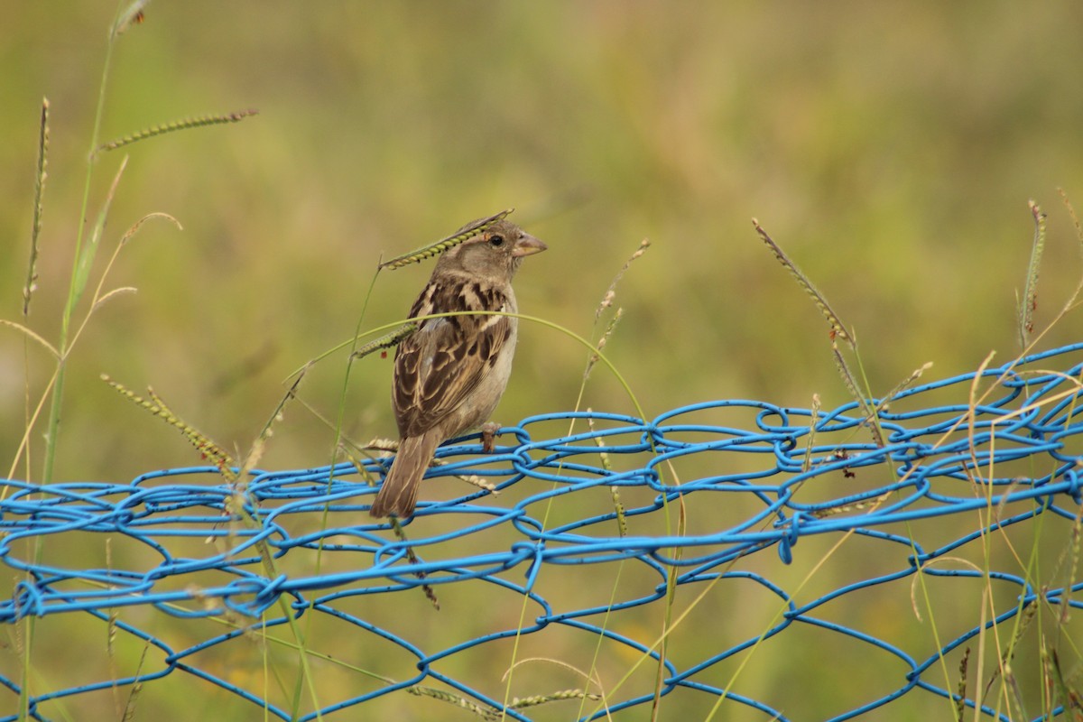 House Sparrow - ML645253525