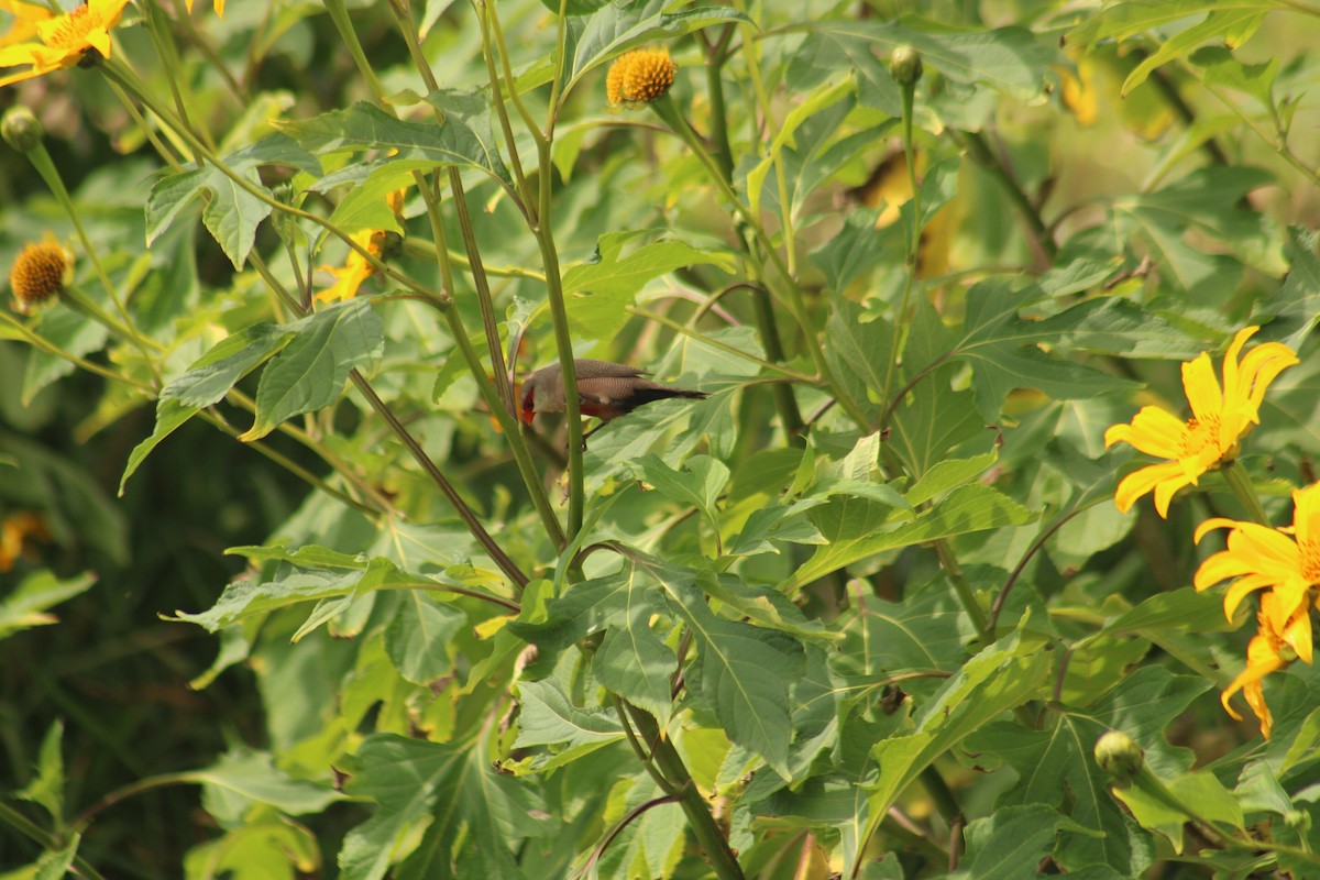 Common Waxbill - ML645253529