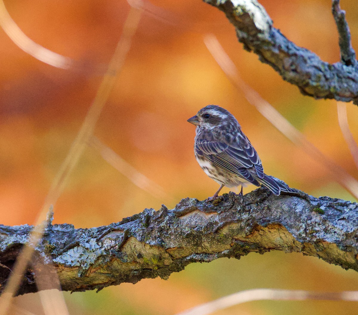 Чечевиця кармінова - ML645253534